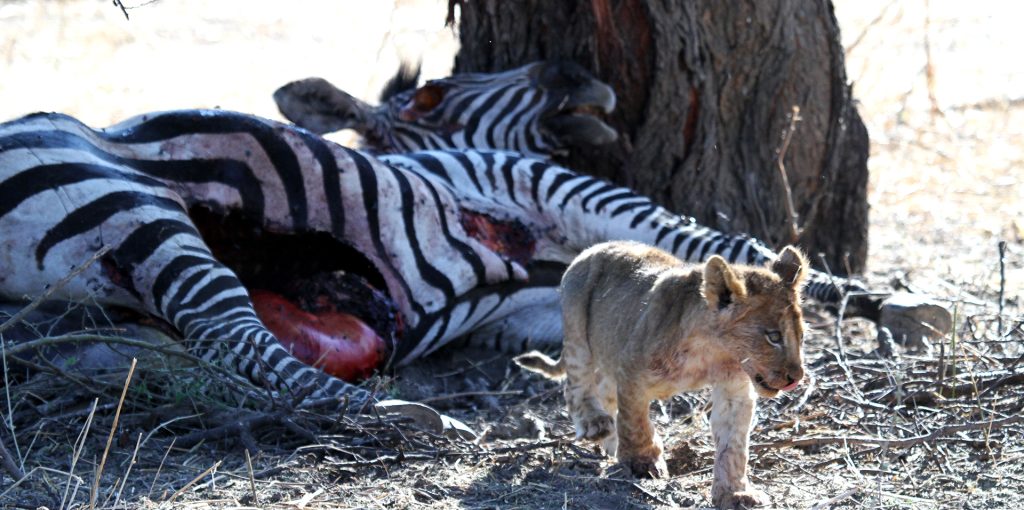 tanzania ruaha lion exploringafrica safariadv romina facchi