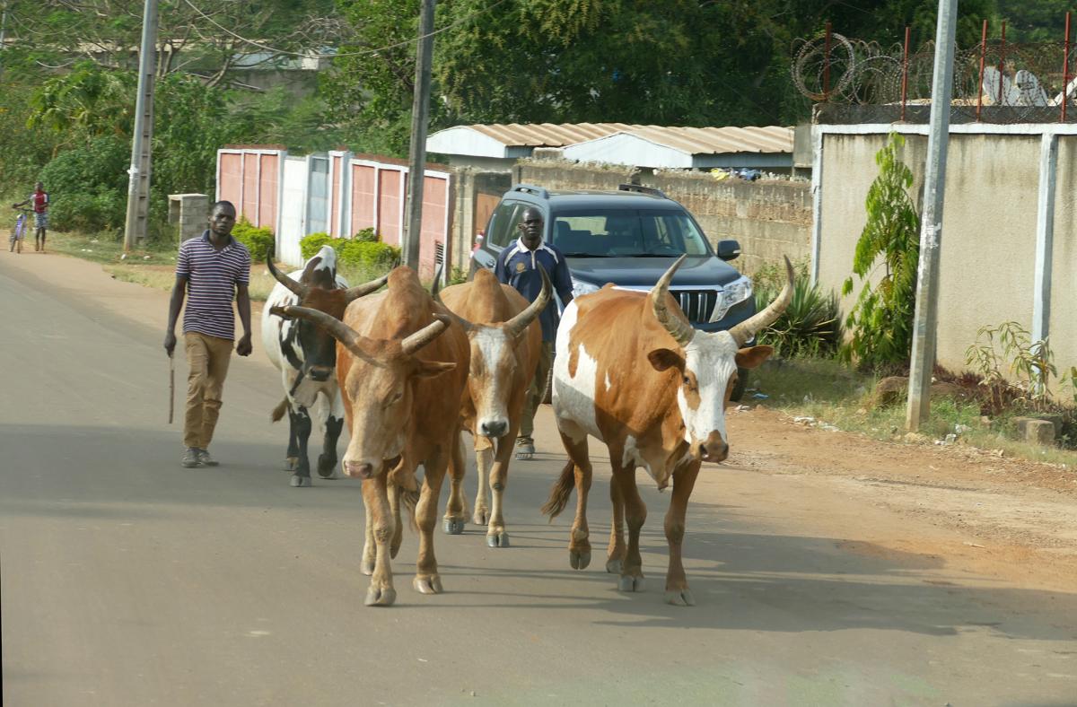 ivory coast