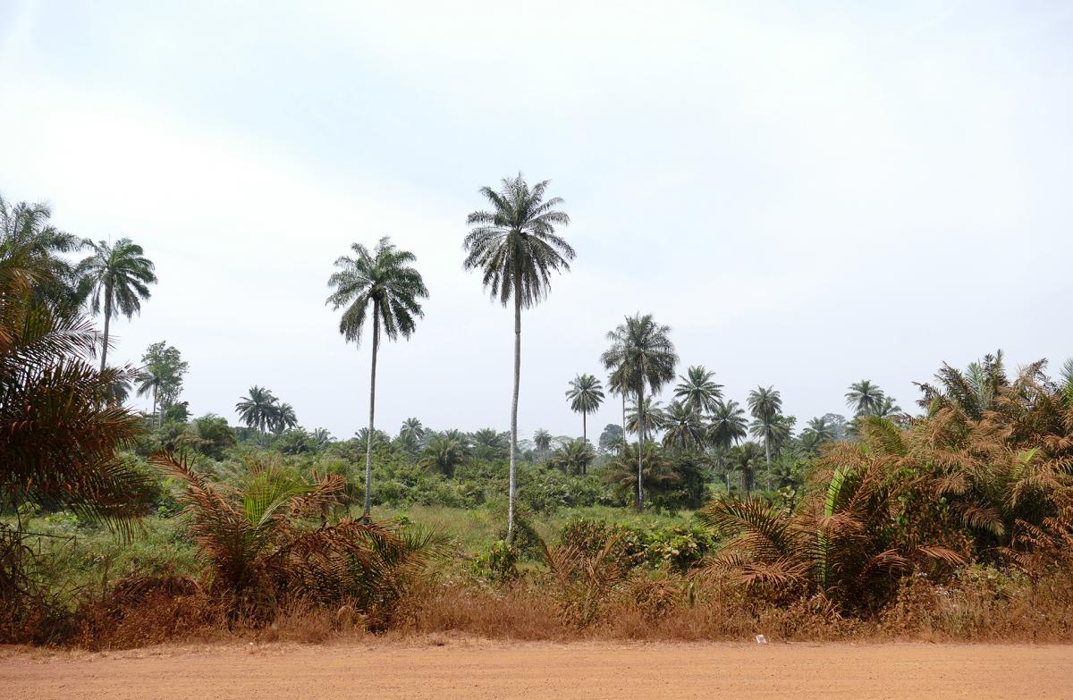 costa d'avorio ivory coast romina facchi exploringafrica safariadv west africa 