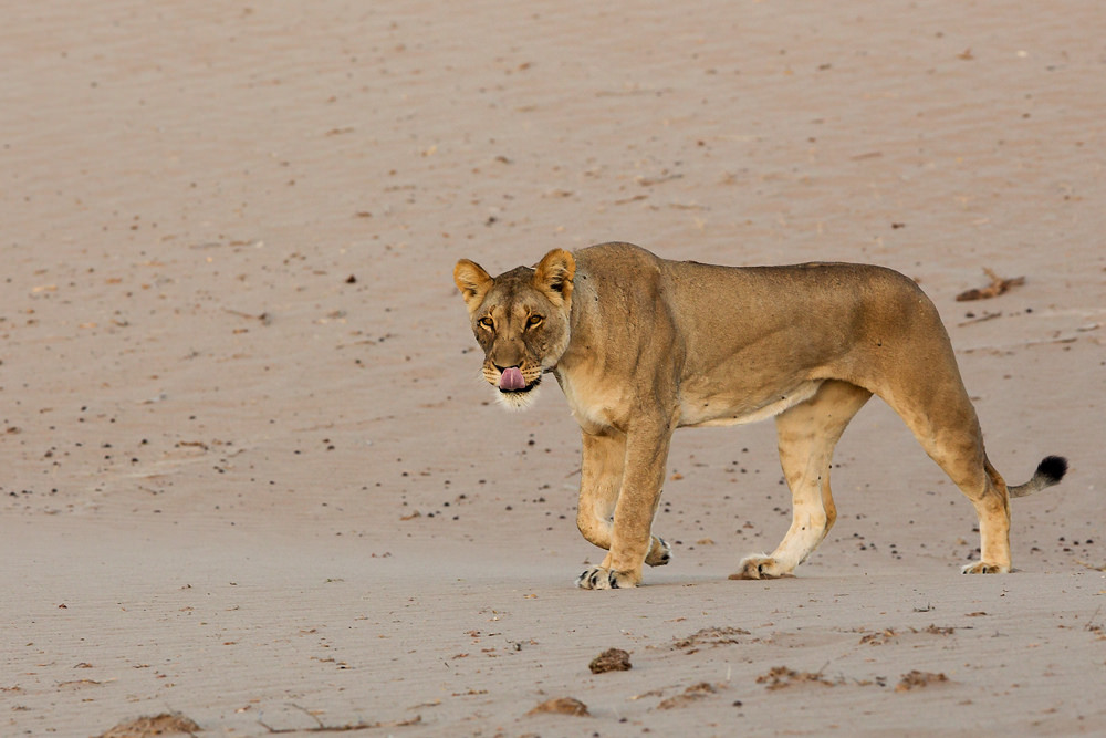 skeleton coast namibia exploringafrica SafariADV romina facchi travel safari africa