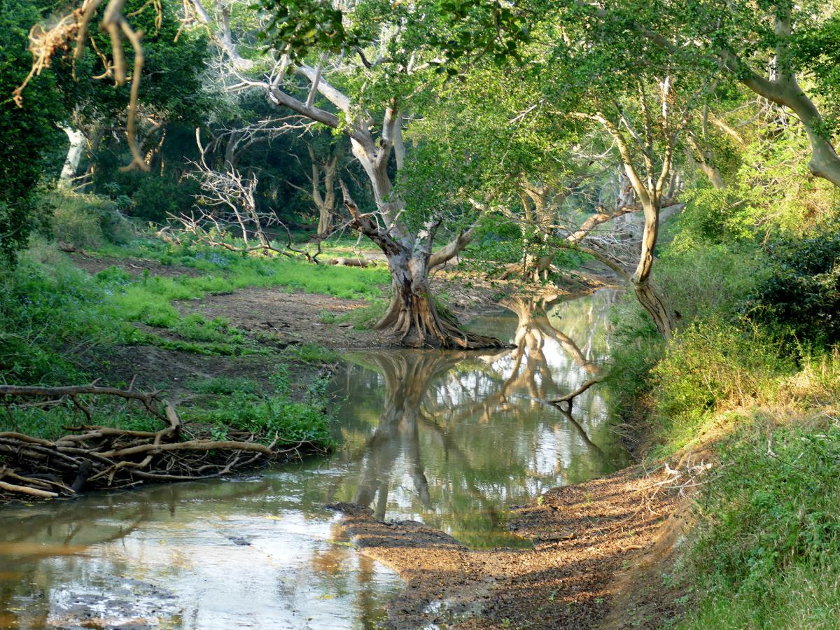 isimangaliso birdwatching safari 