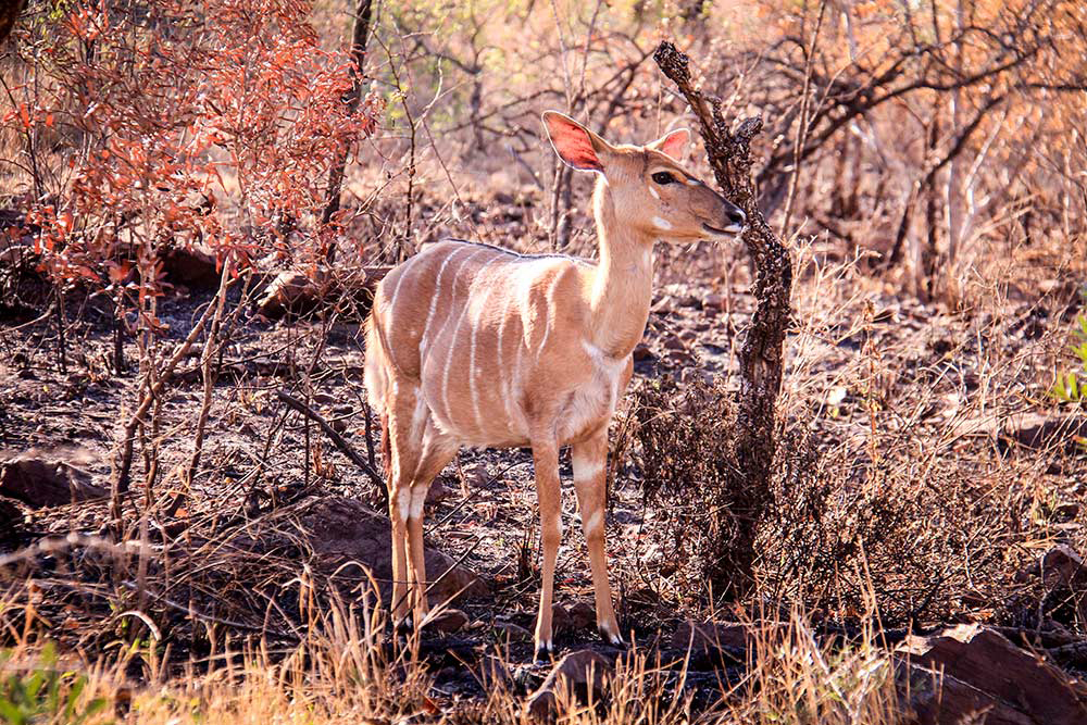 isimangaliso