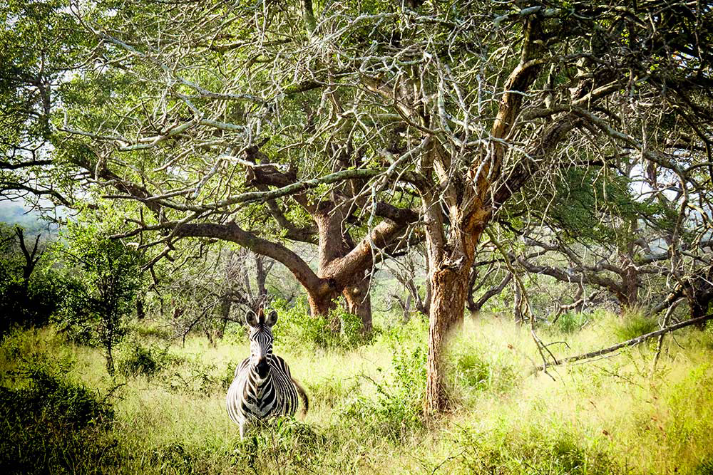 isimangaliso