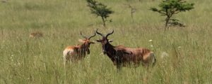 etiopia ethiopia exploringafrica safariadv travel omo valley Senkele Swayne Hartebeest Sanctuary