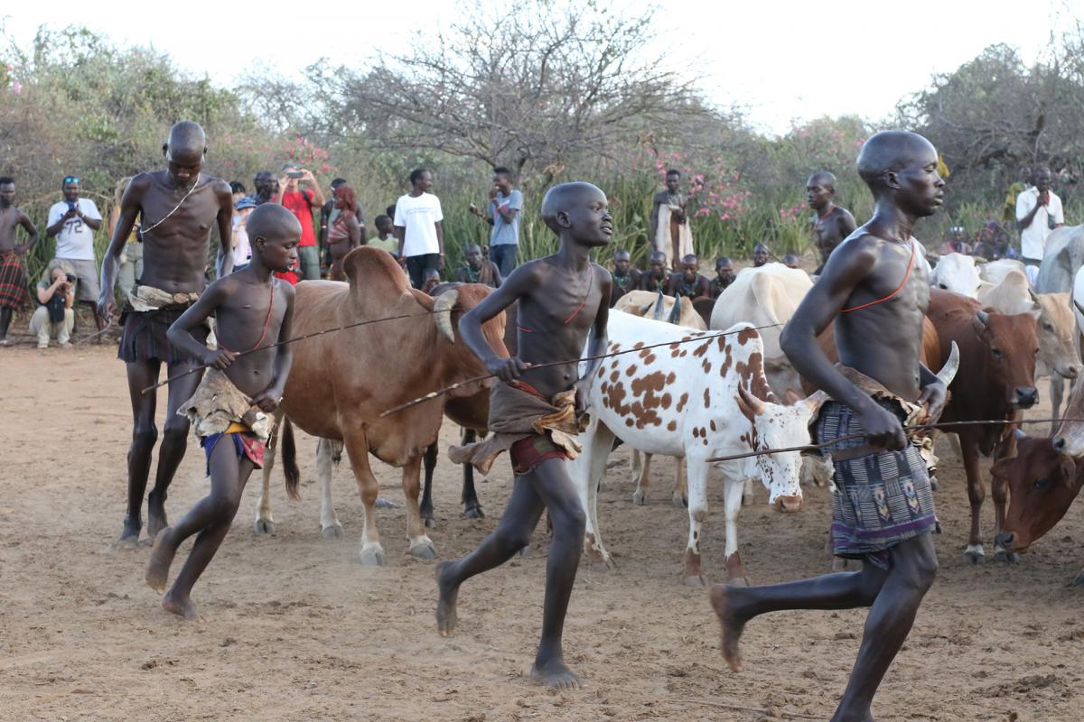 hamer bull jumping africa ethipia exploringafrica SafariADV