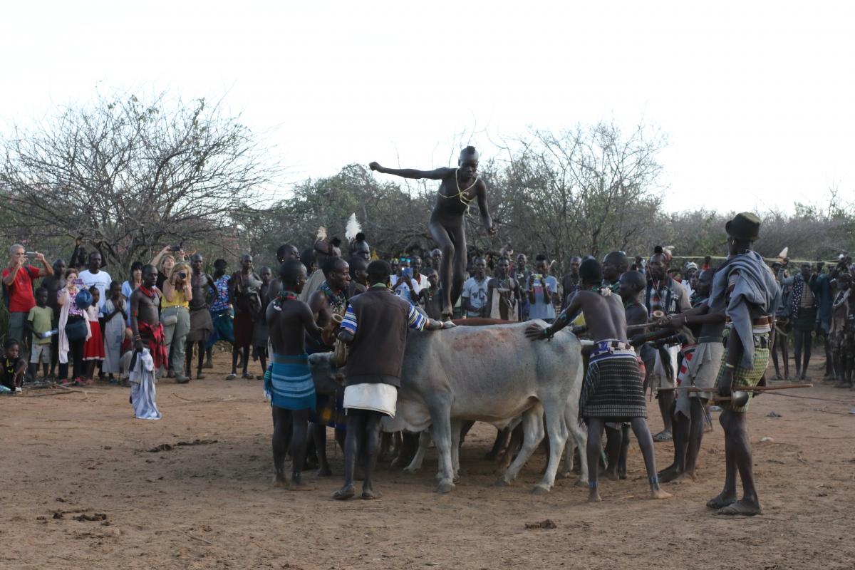 hamer bull jumping africa ethipia exploringafrica SafariADV