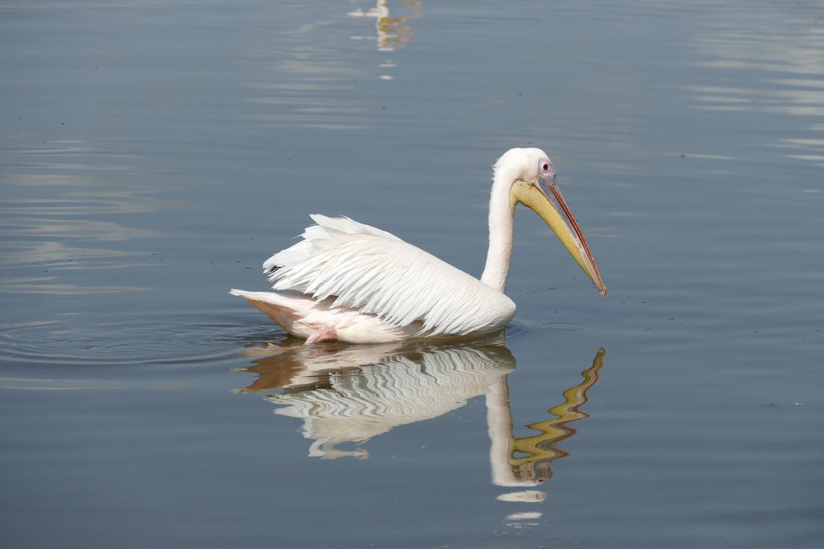 Hawassa lake