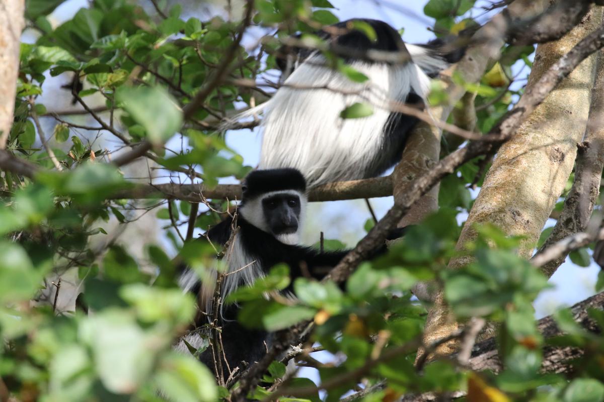 Langano Lake ethiopia colobus