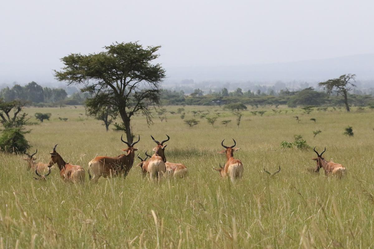 Senkele Swayne Hartebeest Sanctuary