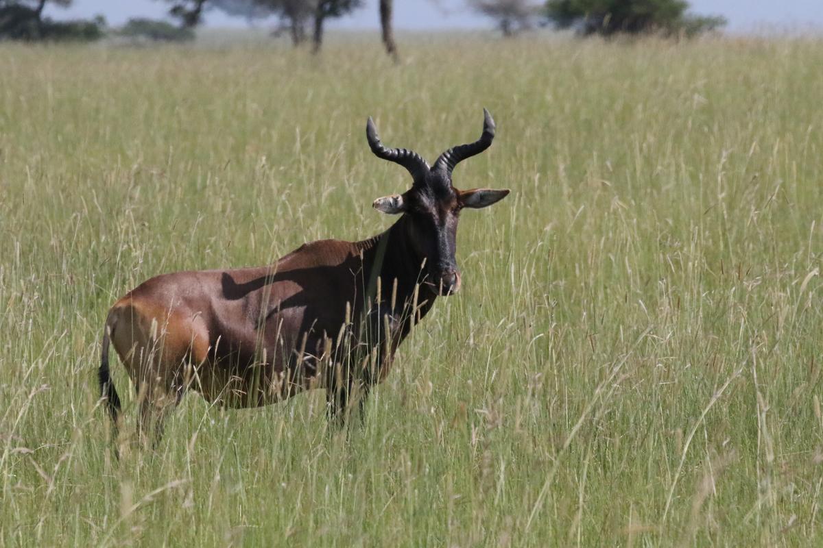 Senkele Swayne Hartebeest Sanctuary