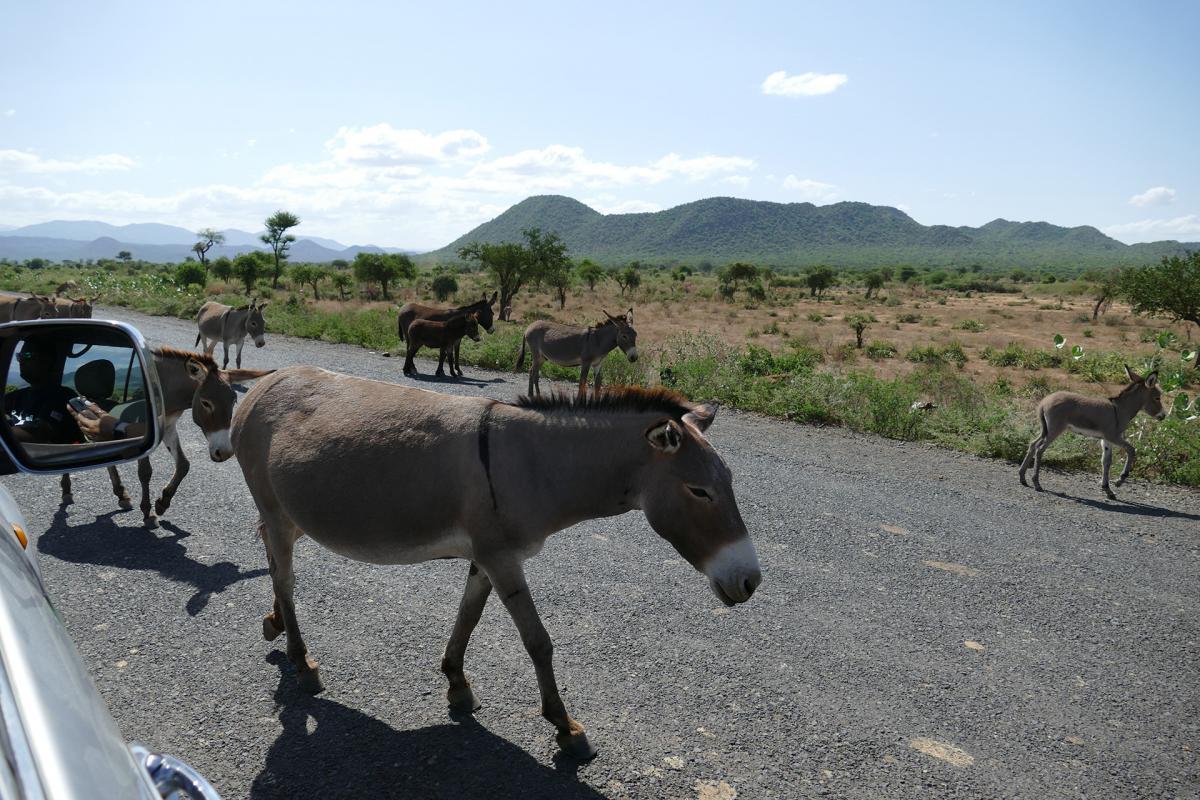 etiopia ethiopia exploringafrica safariadv travel omo valley mursi hamar kara dassanech konso 