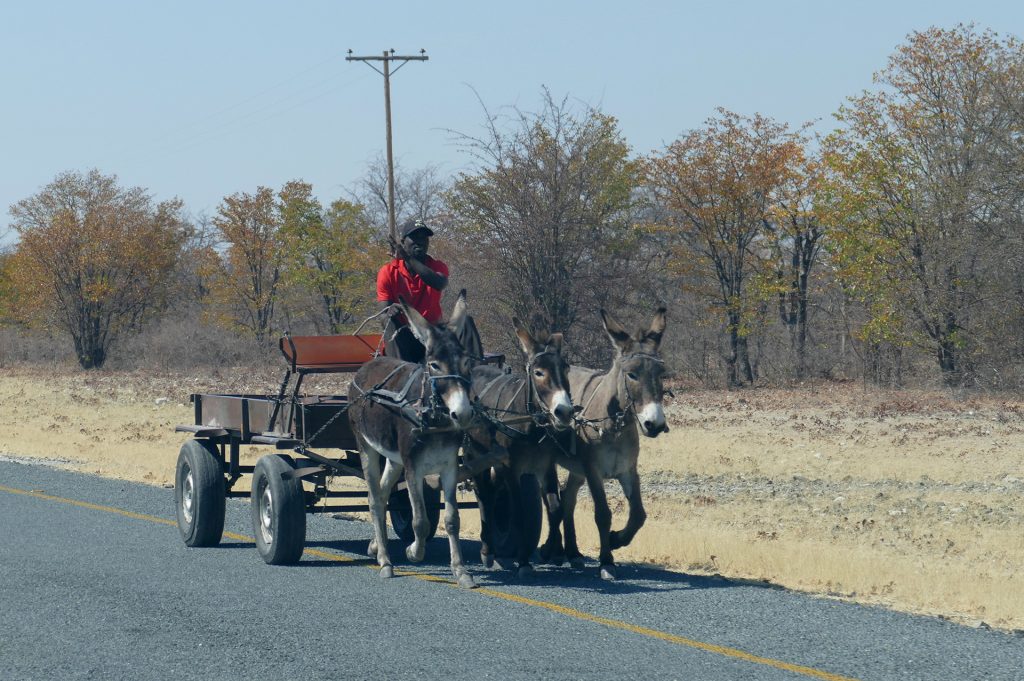 botswana south africa exploringafrica safariadv romina facchi travel chobe savuti moremi okavango