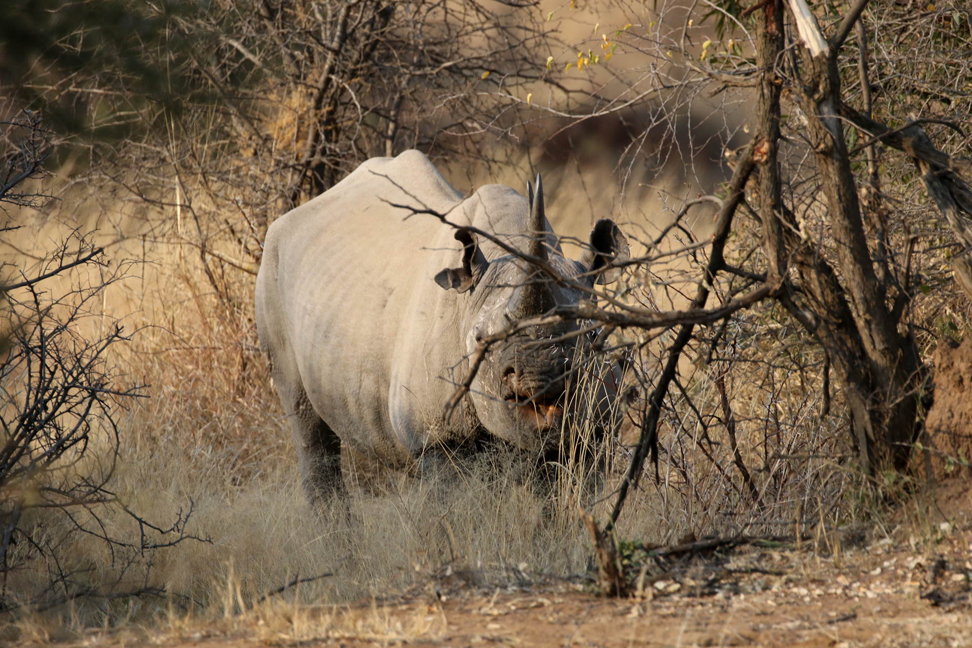 botswana south africa exploringafrica safariadv romina facchi travel chobe savuti moremi okavango