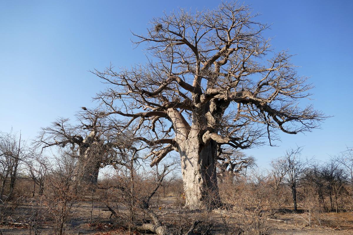 ntwetwe pan botswana 