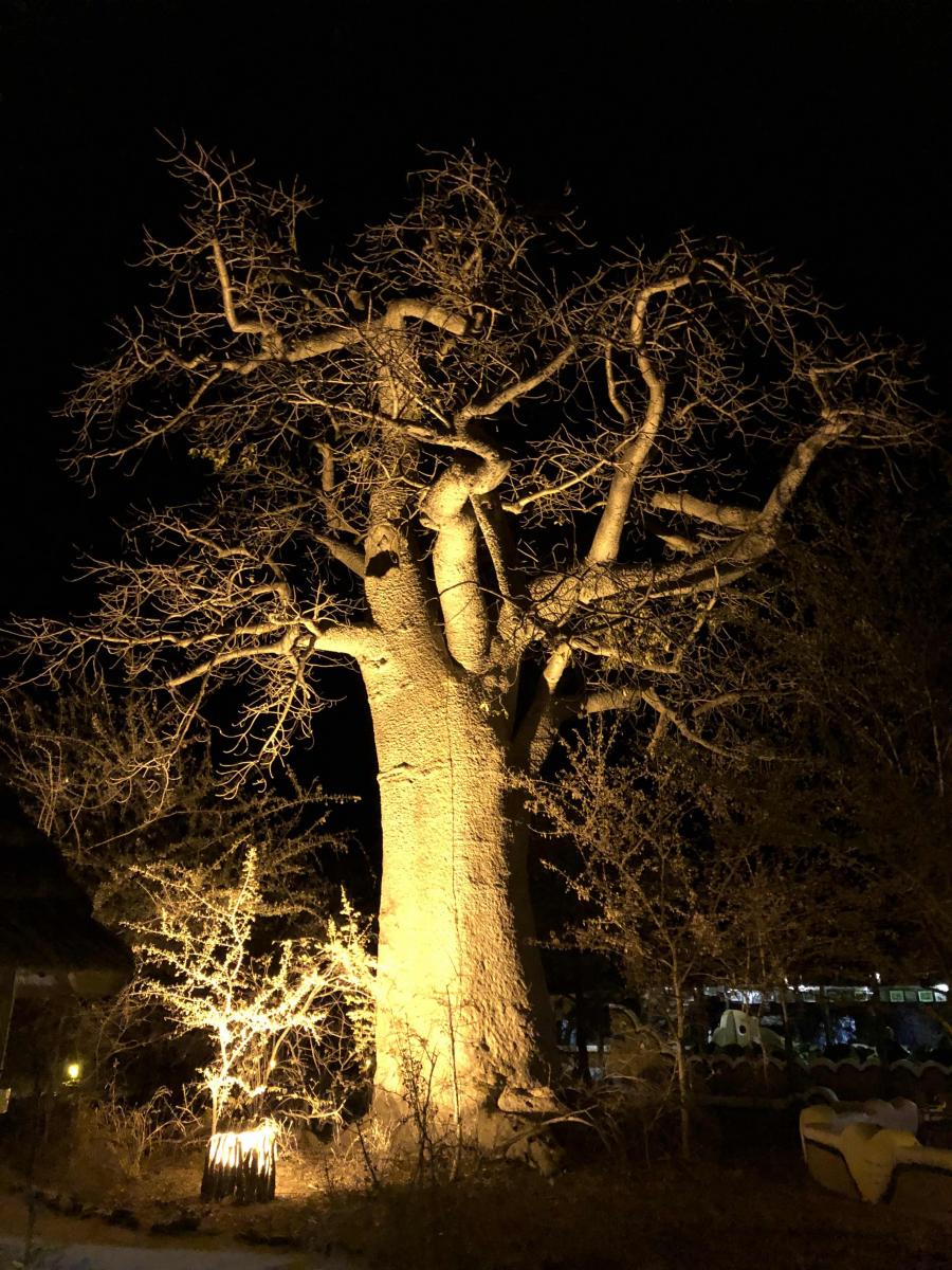 botswana planet baobab