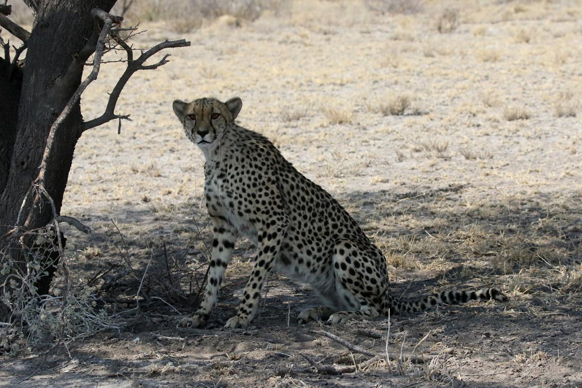 botswana kalahari Exploringafrica safariadv