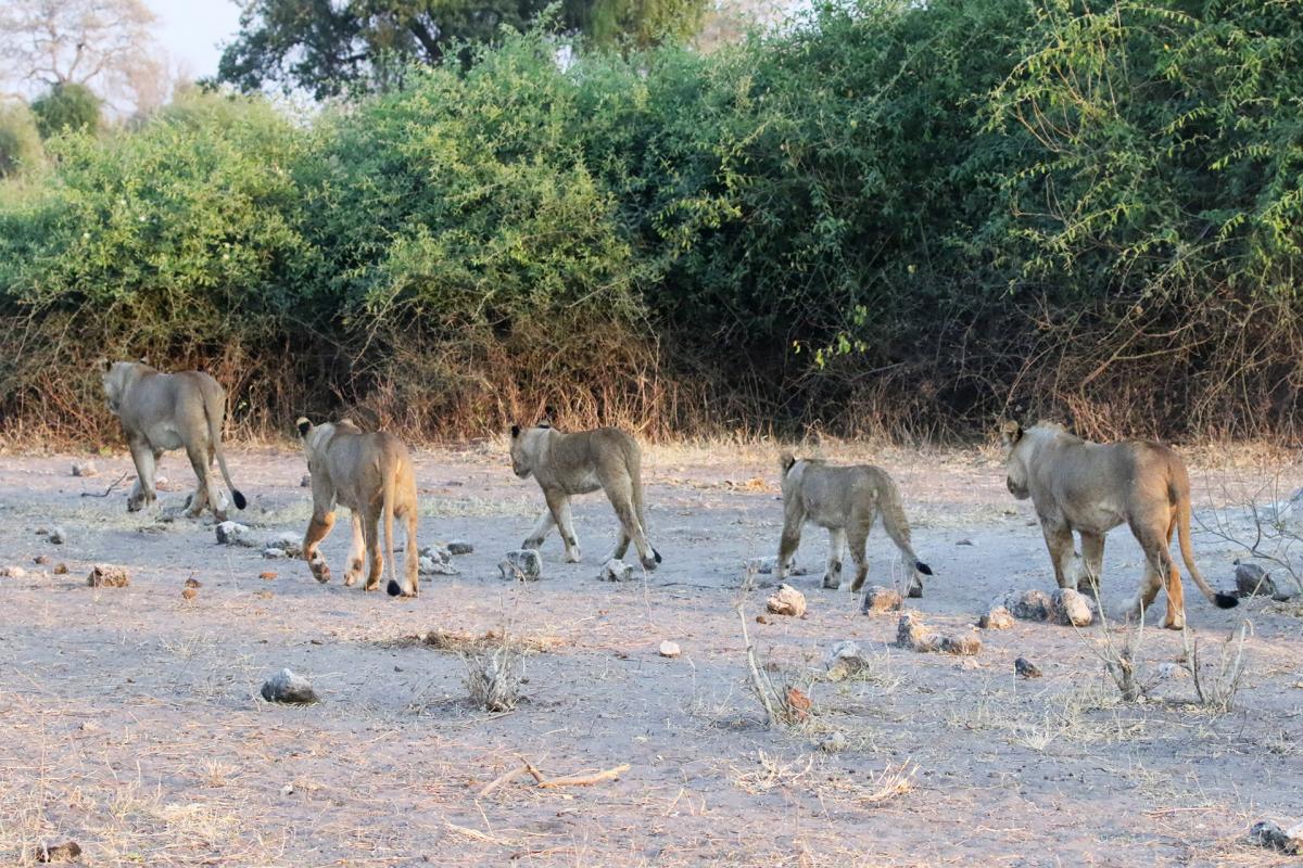 botswana chope lion