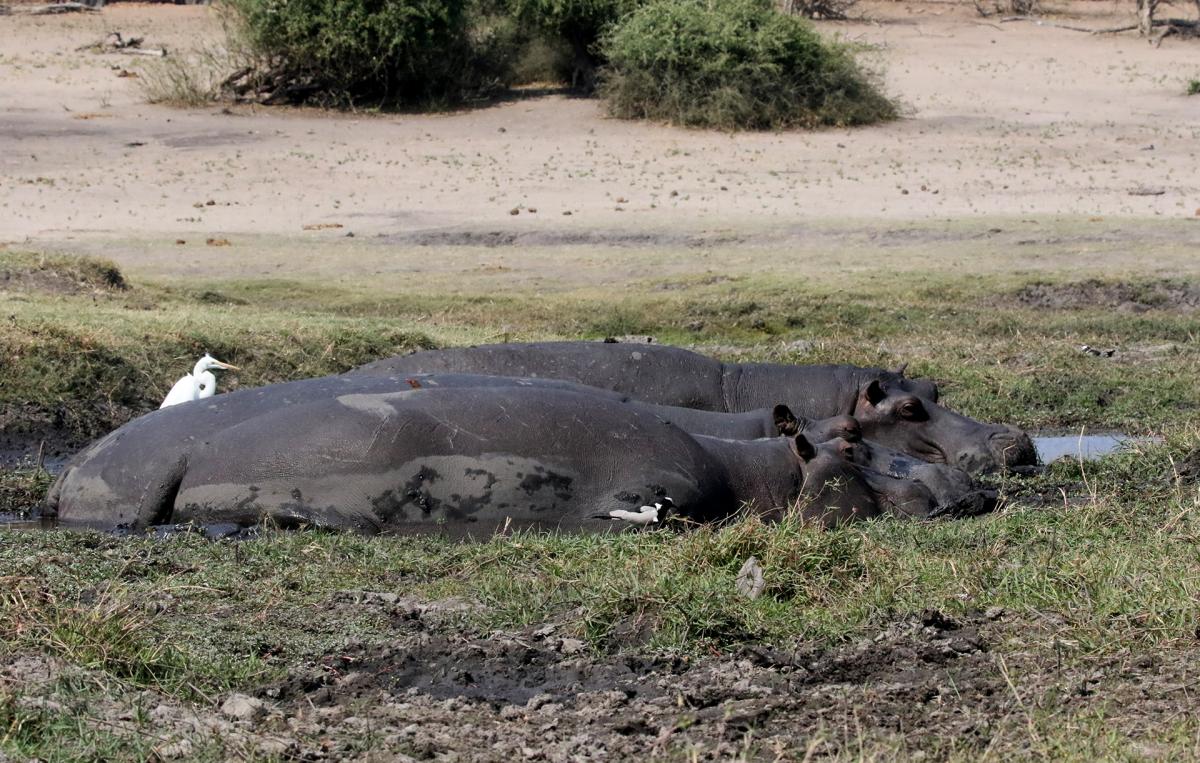 botswana chobe