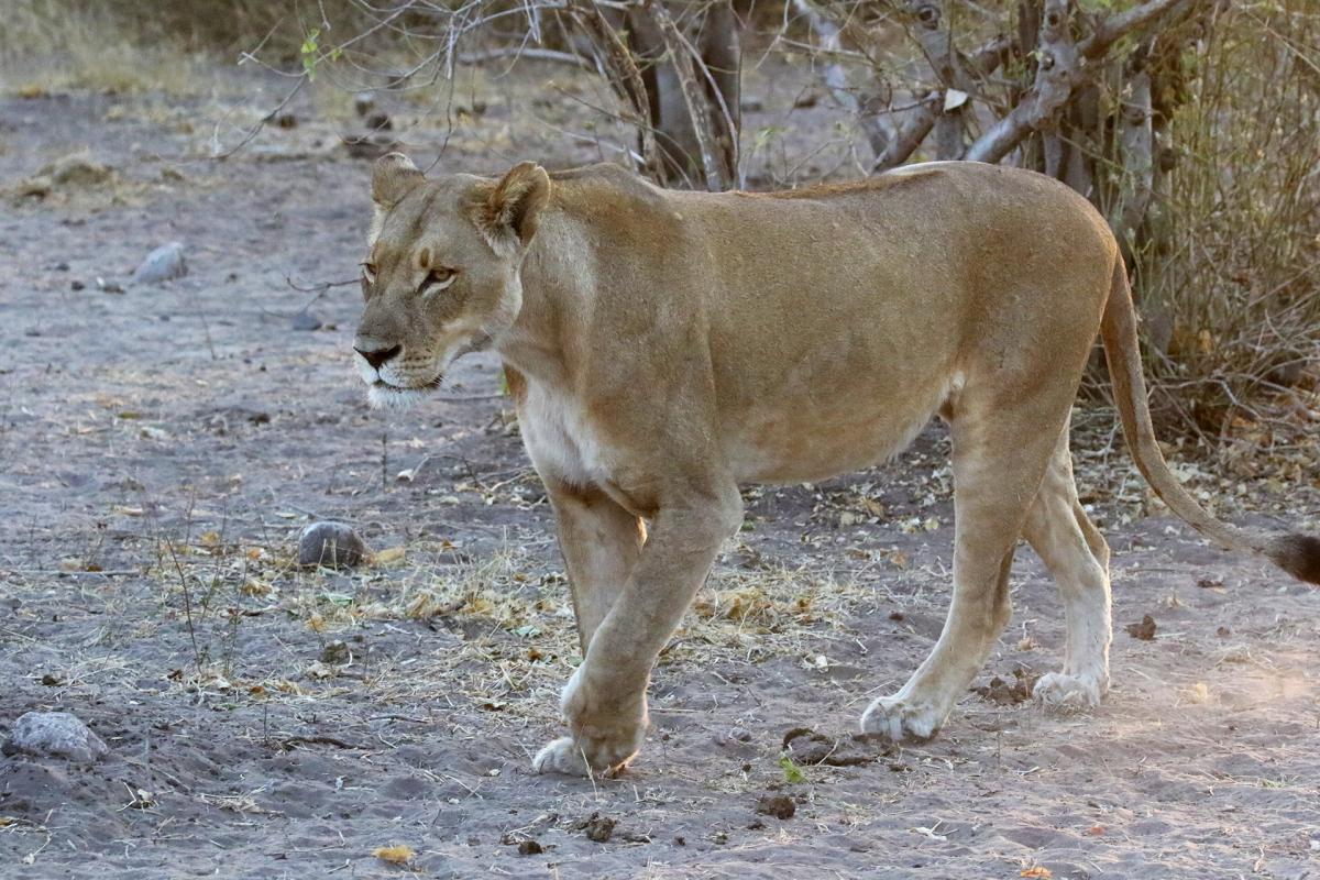 botswana chobe