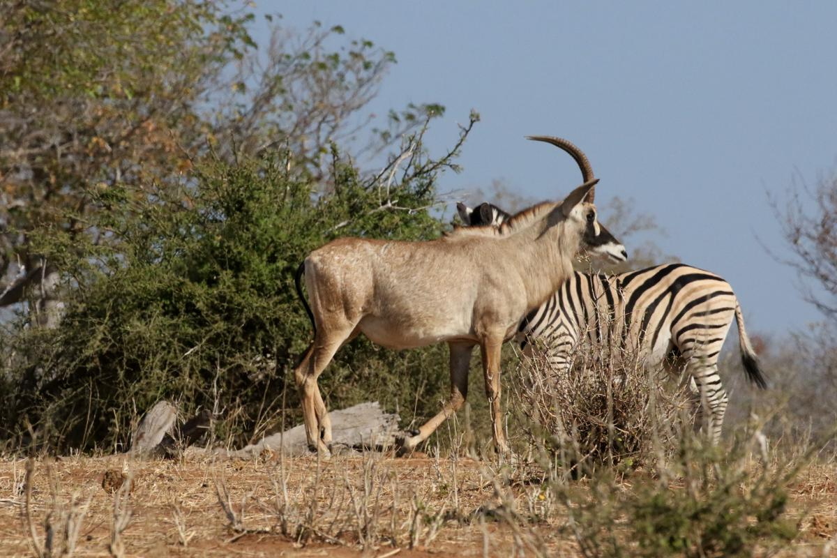 Chobe Riverfront botswana