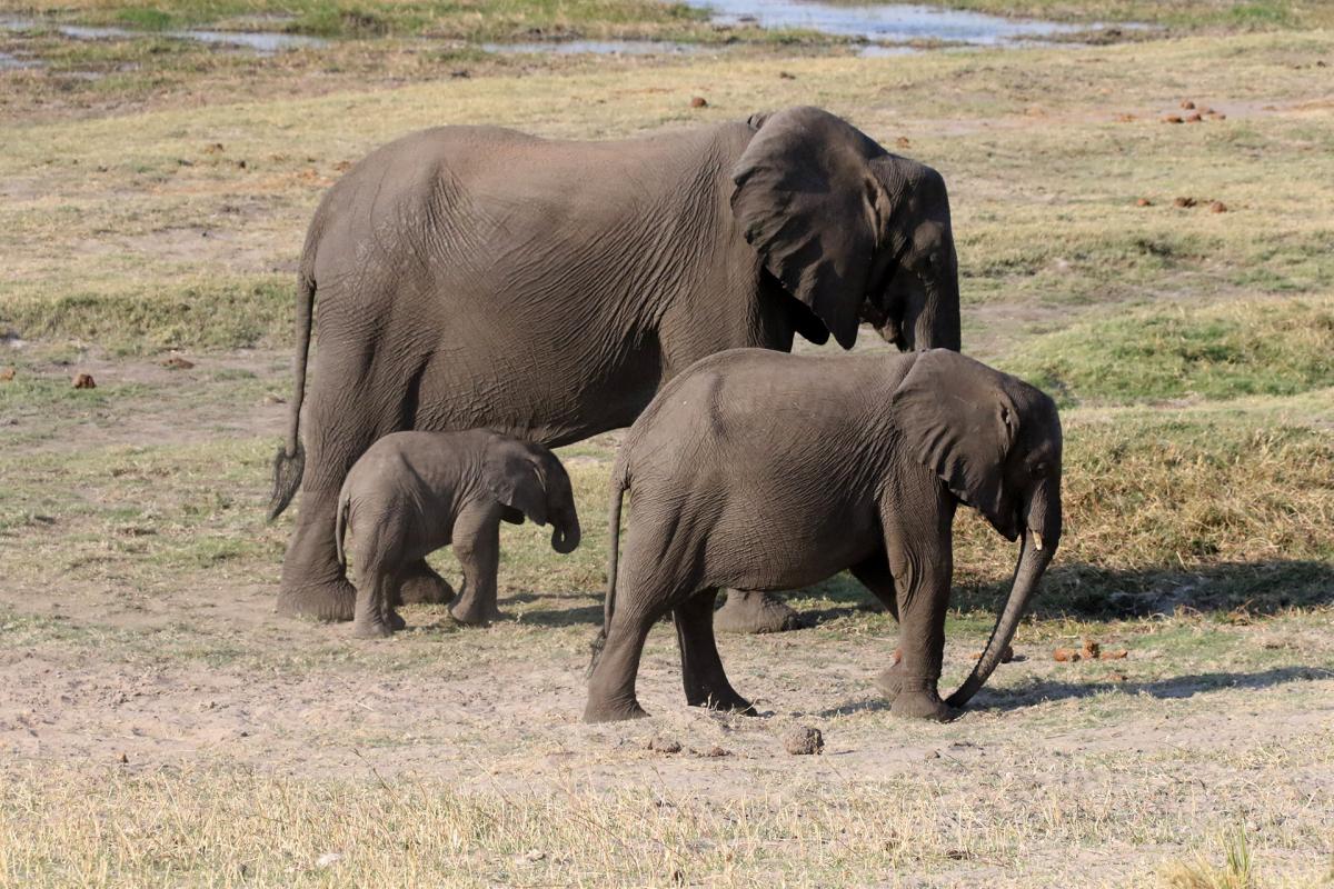 Chobe Riverfront botswana