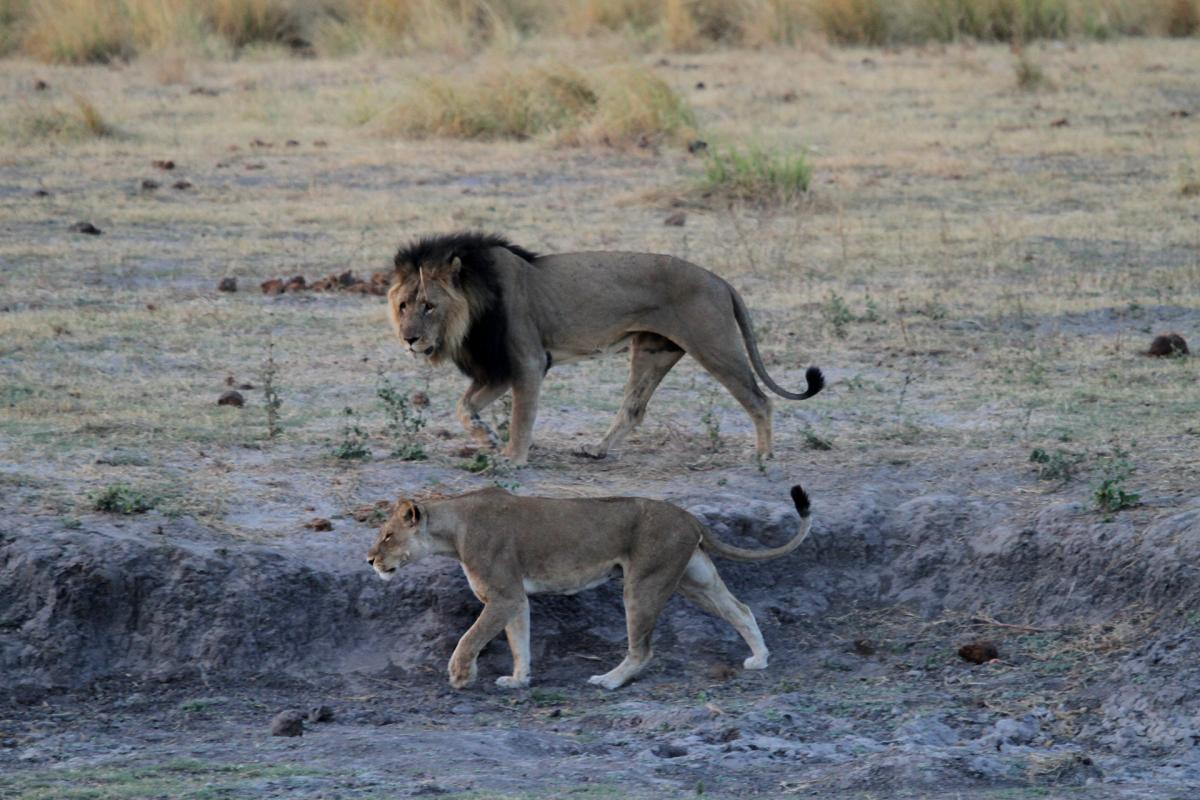 Chobe Riverfront botswana