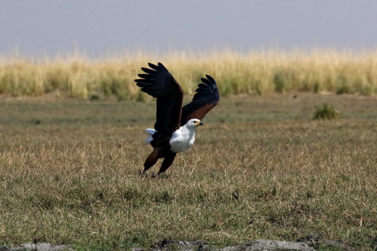 botswana chobe