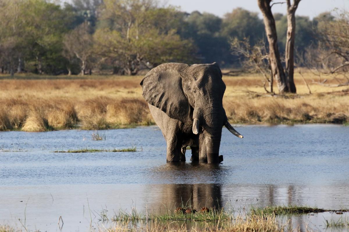 moremi botswana exploring africa SafariADV