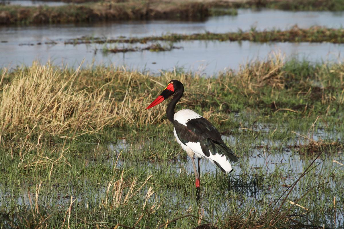 botswana chobe 