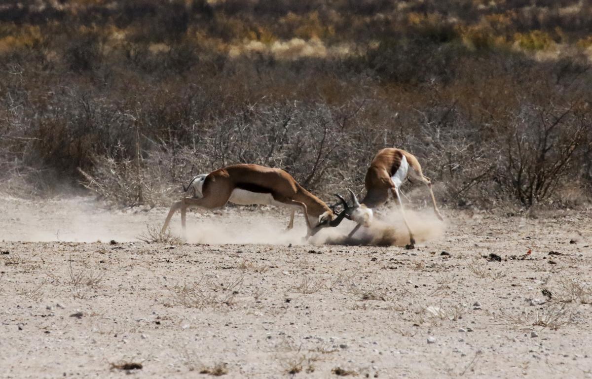 botswana kalahari safariadv exploringafrica