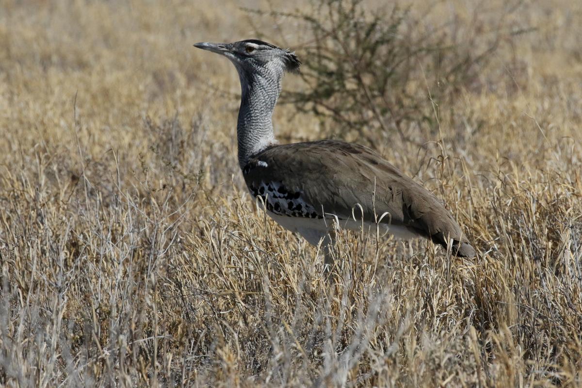 botswana kalahari exploringafrica safariadv kori bustard