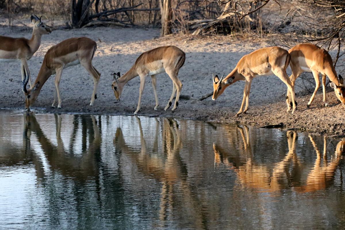 khama rhino botswana exploring africa SafariADV 