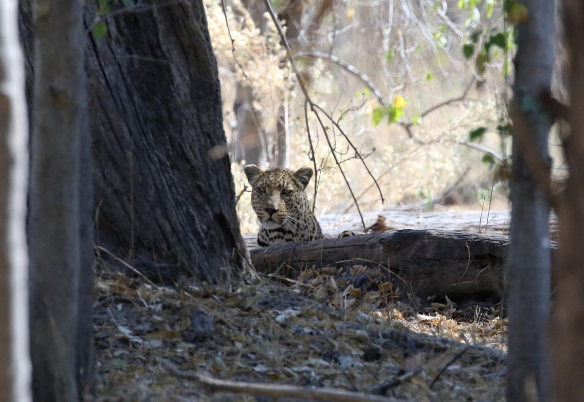 moremi botswana exploring Africa SafariADV