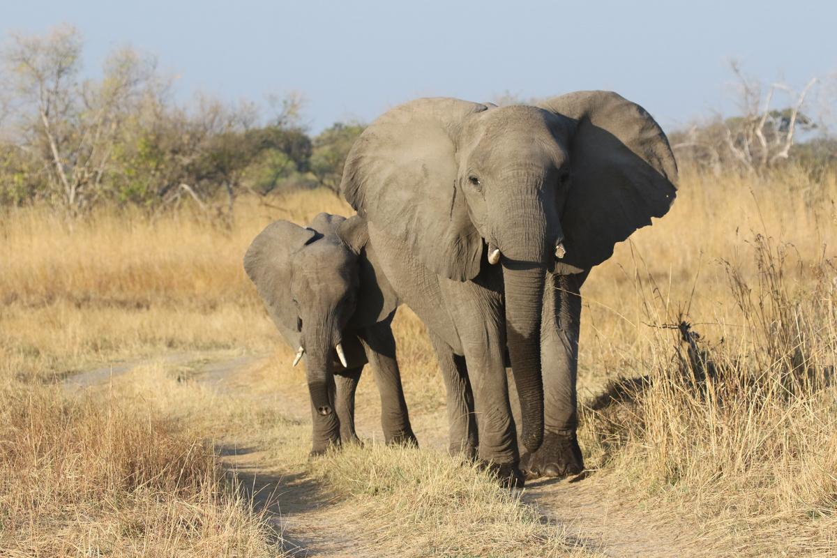 moremi okavango delta exploringafrica SafariADV