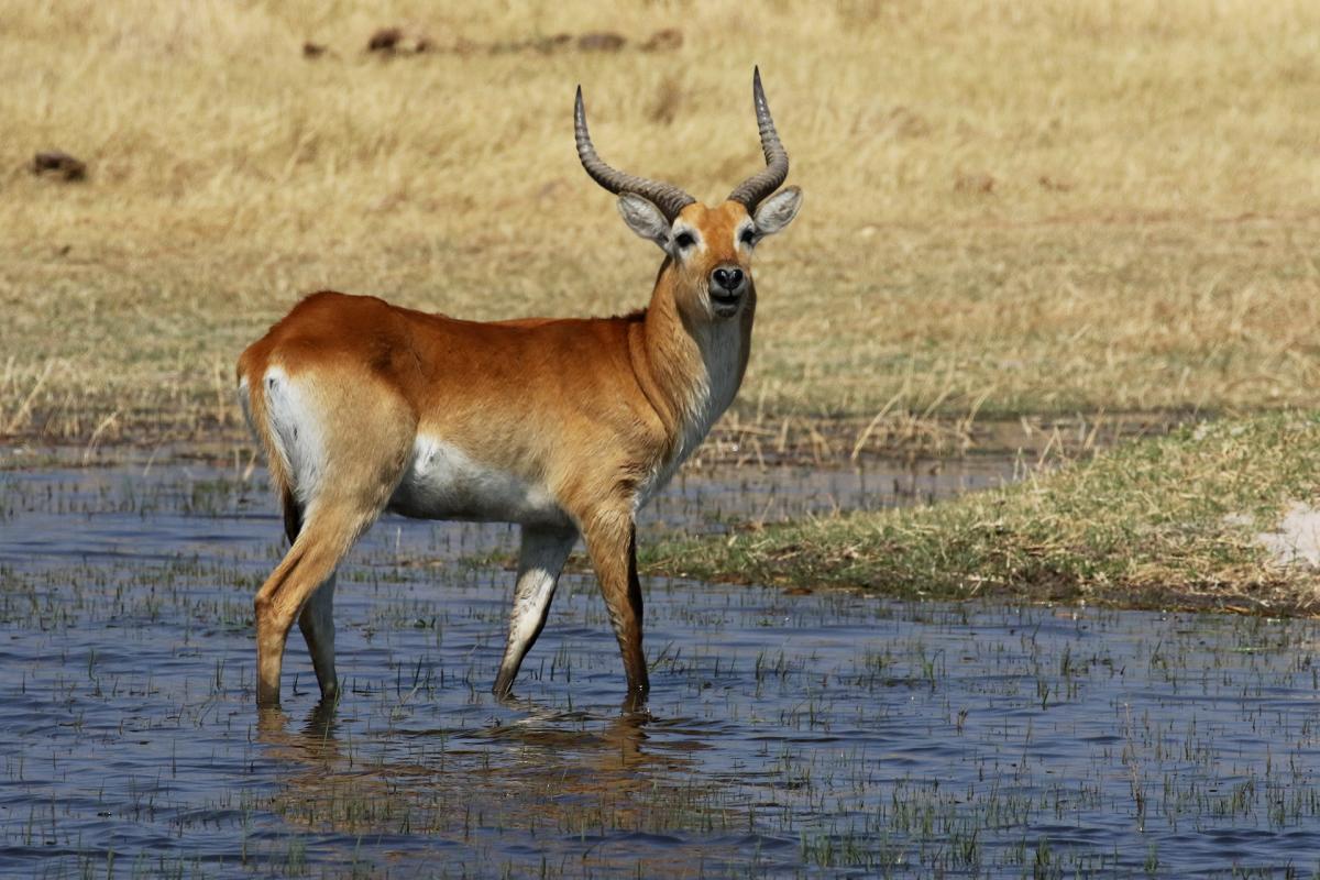 moremi okavango delta exploringafrica SafariADV