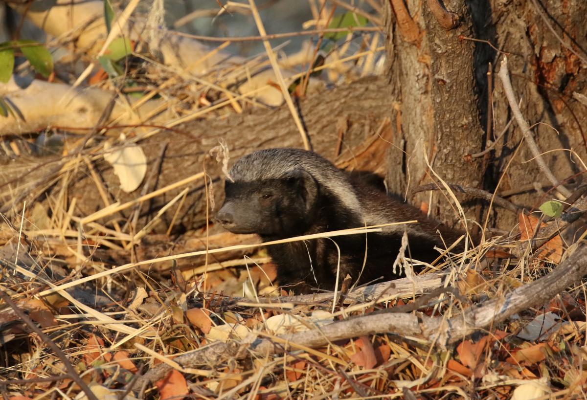 moremi okavango delta exploring africa SafariADV