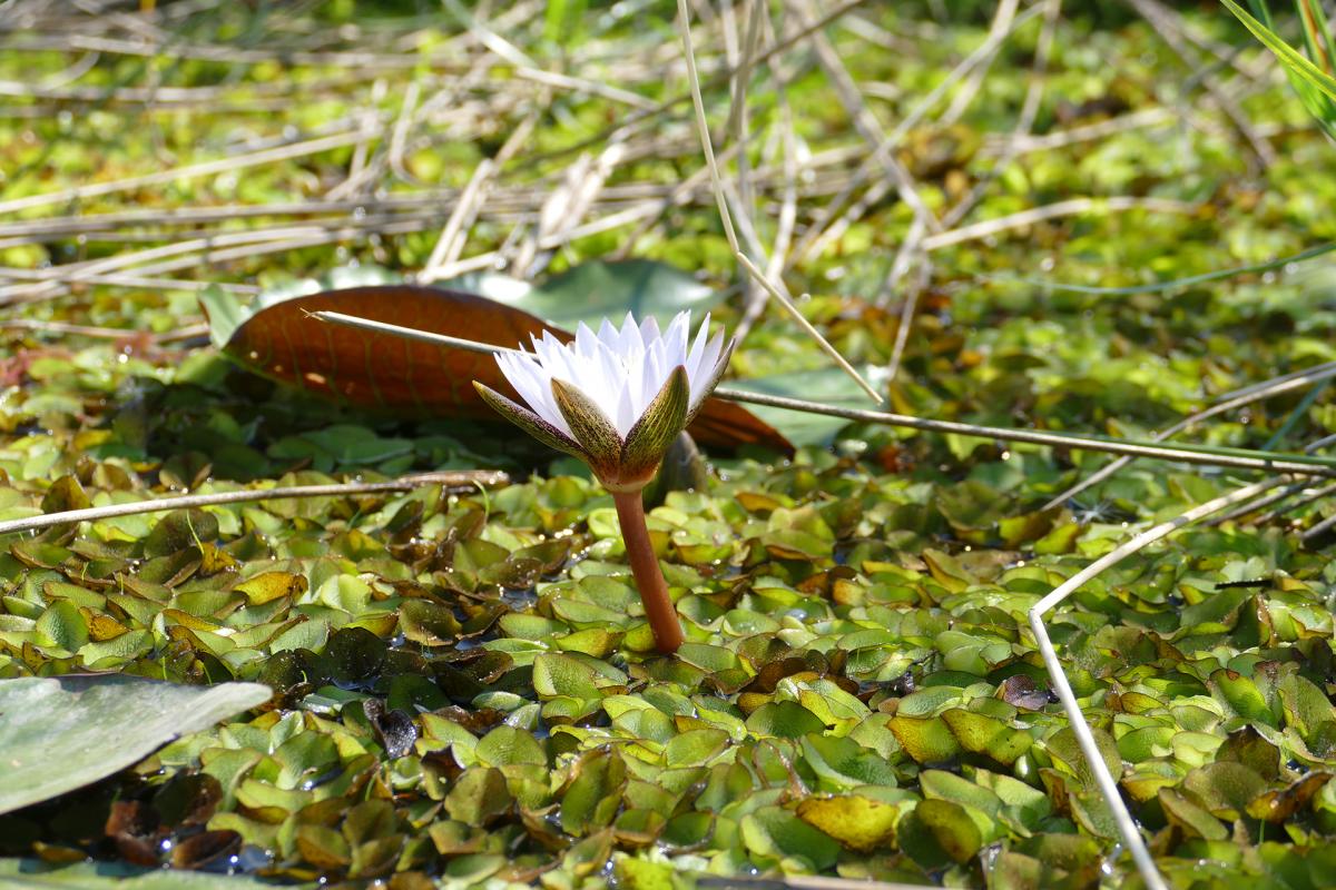 Okavango Delta: mokoro experience exploring africa SafariADV