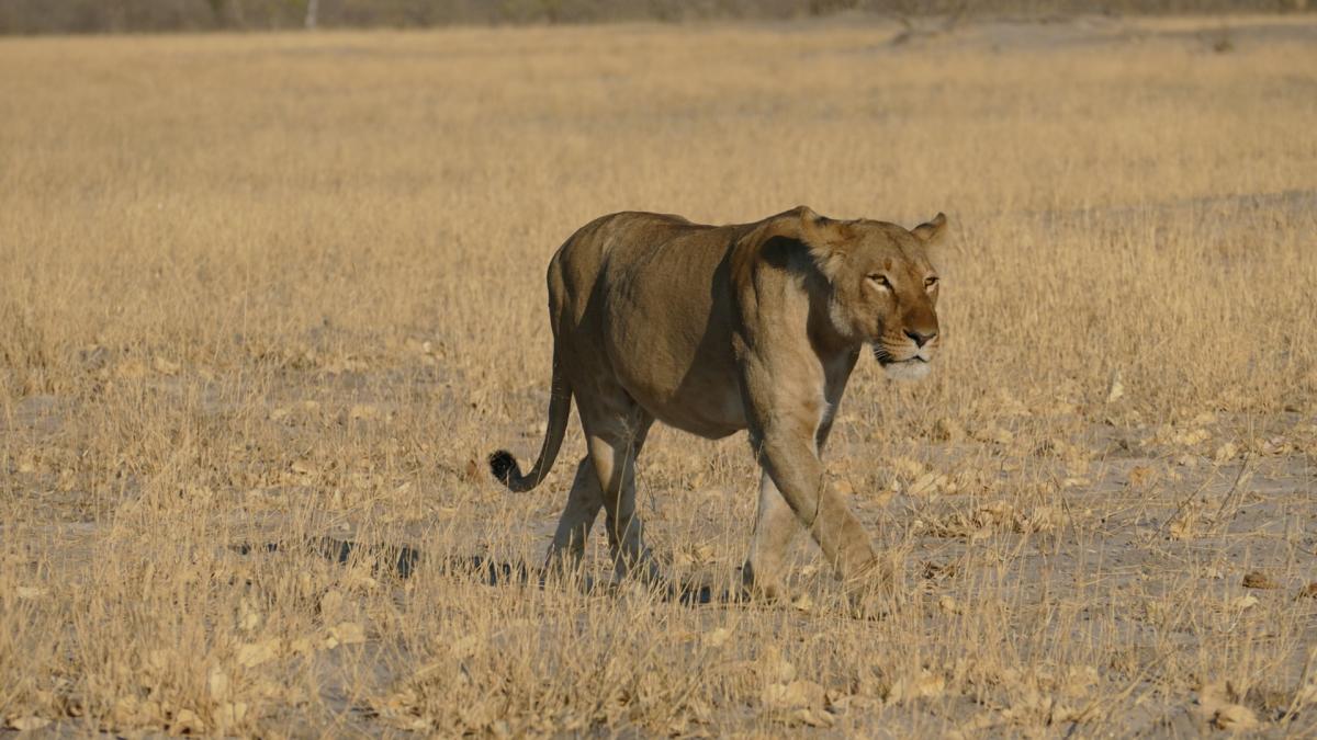 Savuti North pride botswana