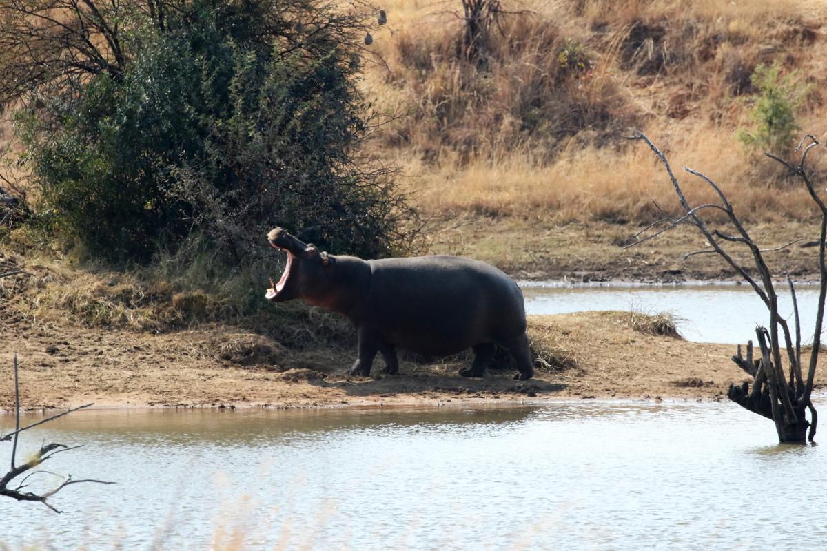 pilanesberg South Africa exploring africa SafariADV 