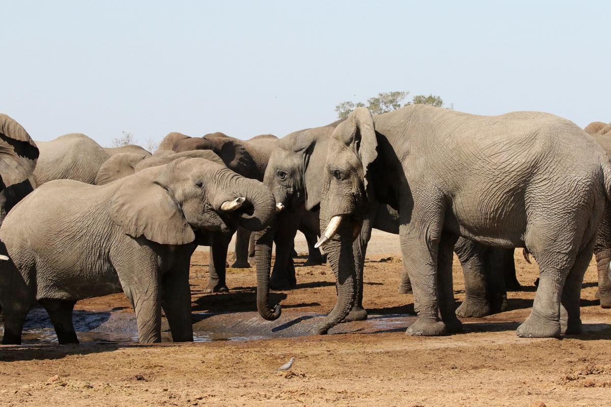 botswana savuti exploring africa safariadv