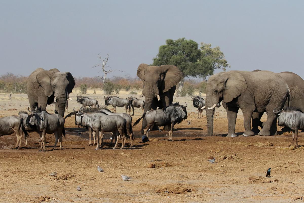 botswana savuti marsh pride safariadv exploring africa