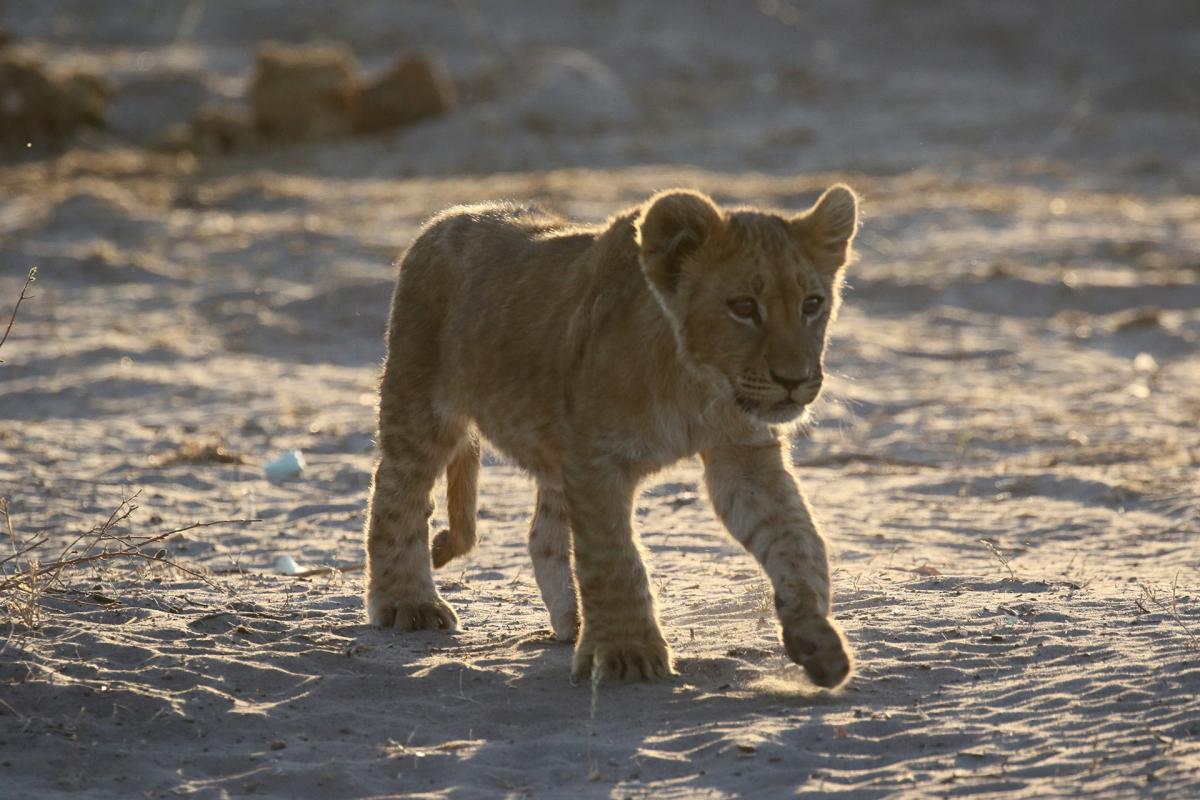 botswana savuti exploring africa safariadv