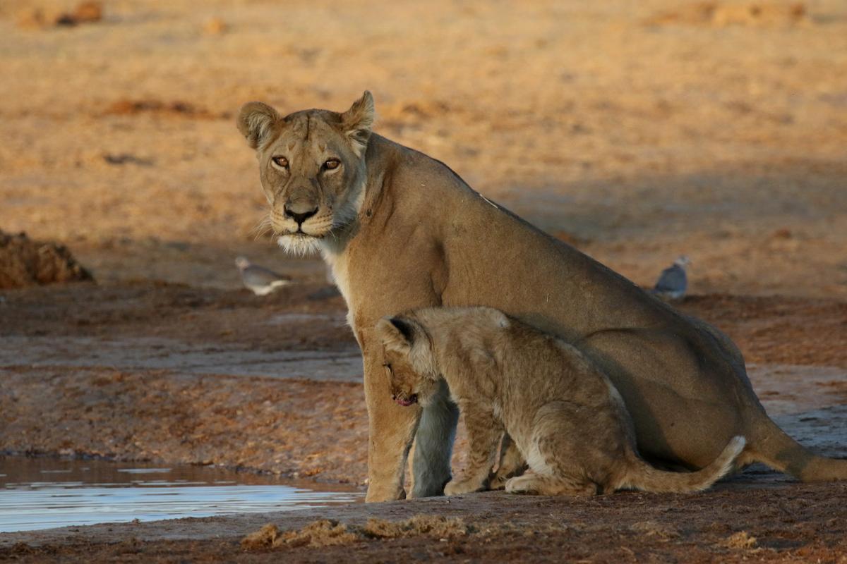 botswana savuti exploring africa safariadv