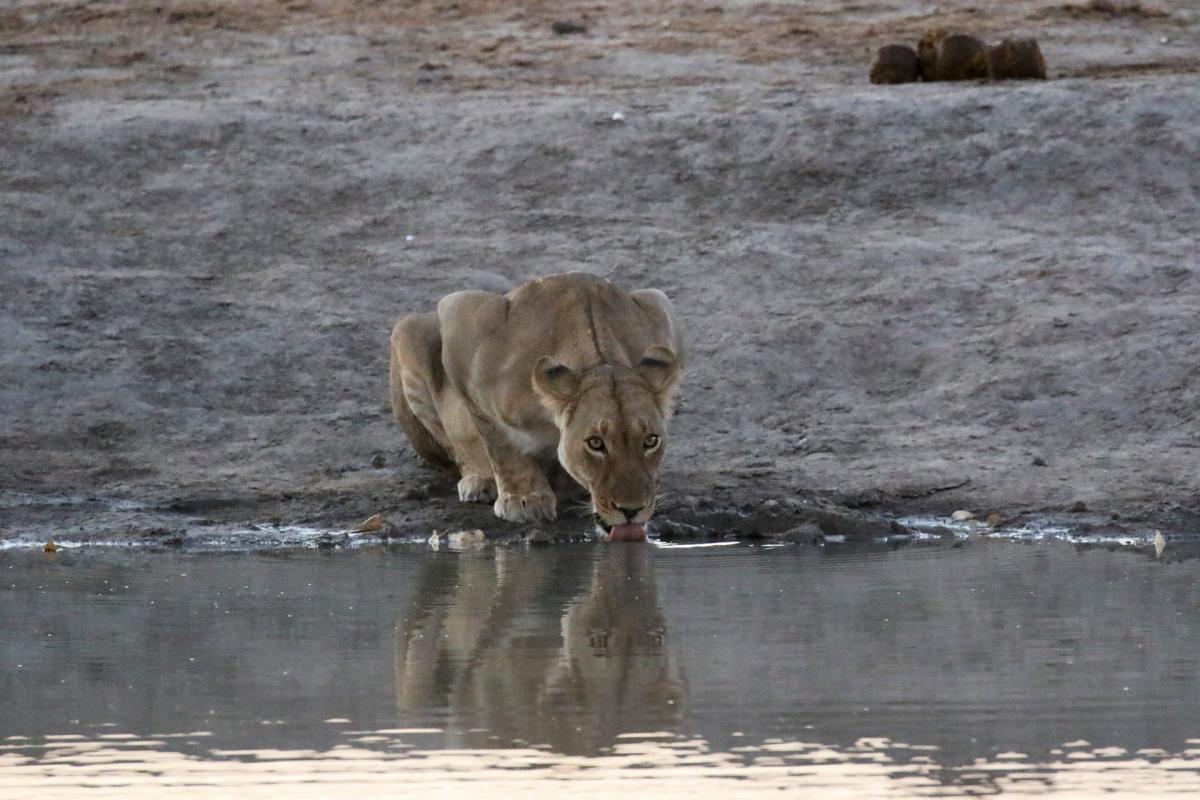 botswana savuti marsh pride safariadv exploring africa