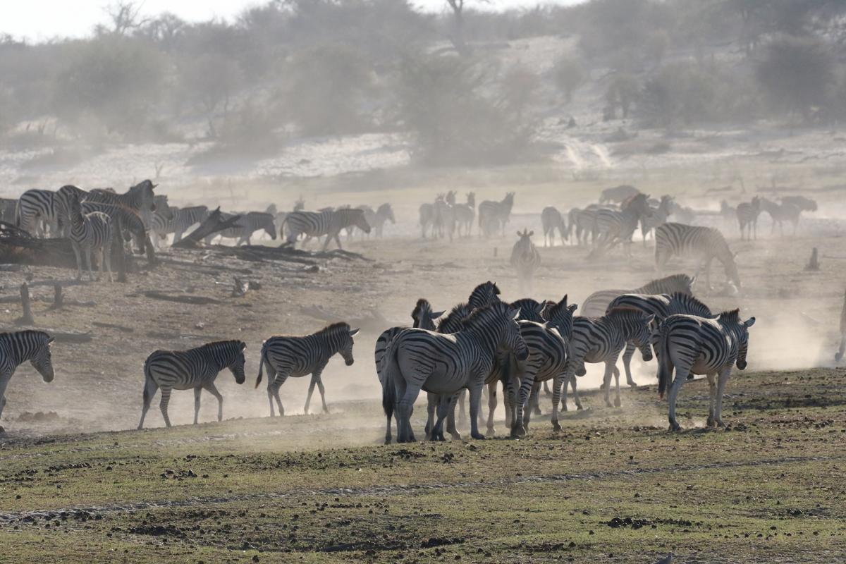 Makgadikgadi Pans National Park