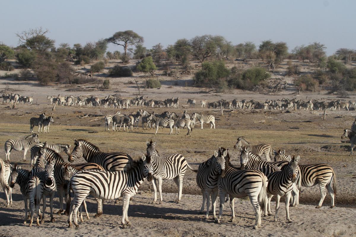 Makgadikgadi Pans National Park