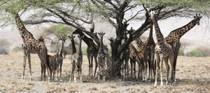 tanzania lake natron giraffe