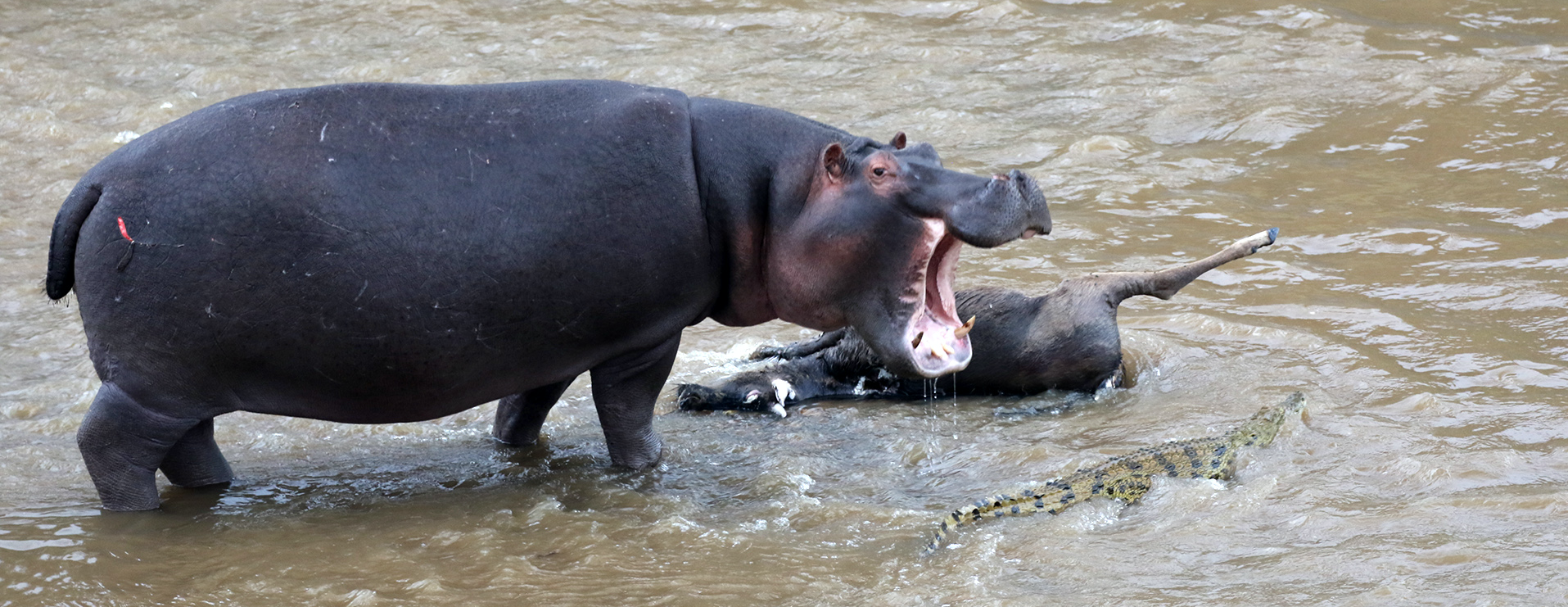 kenya hippo masai mara exploringafrica safariadv