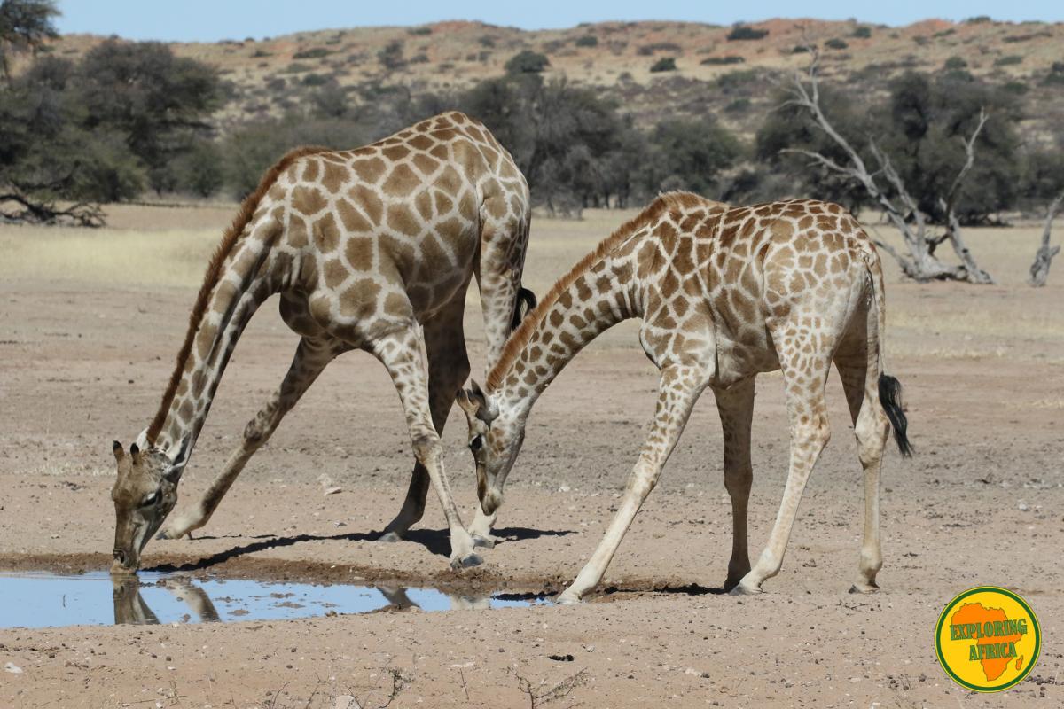 kgalakgadi giraffe