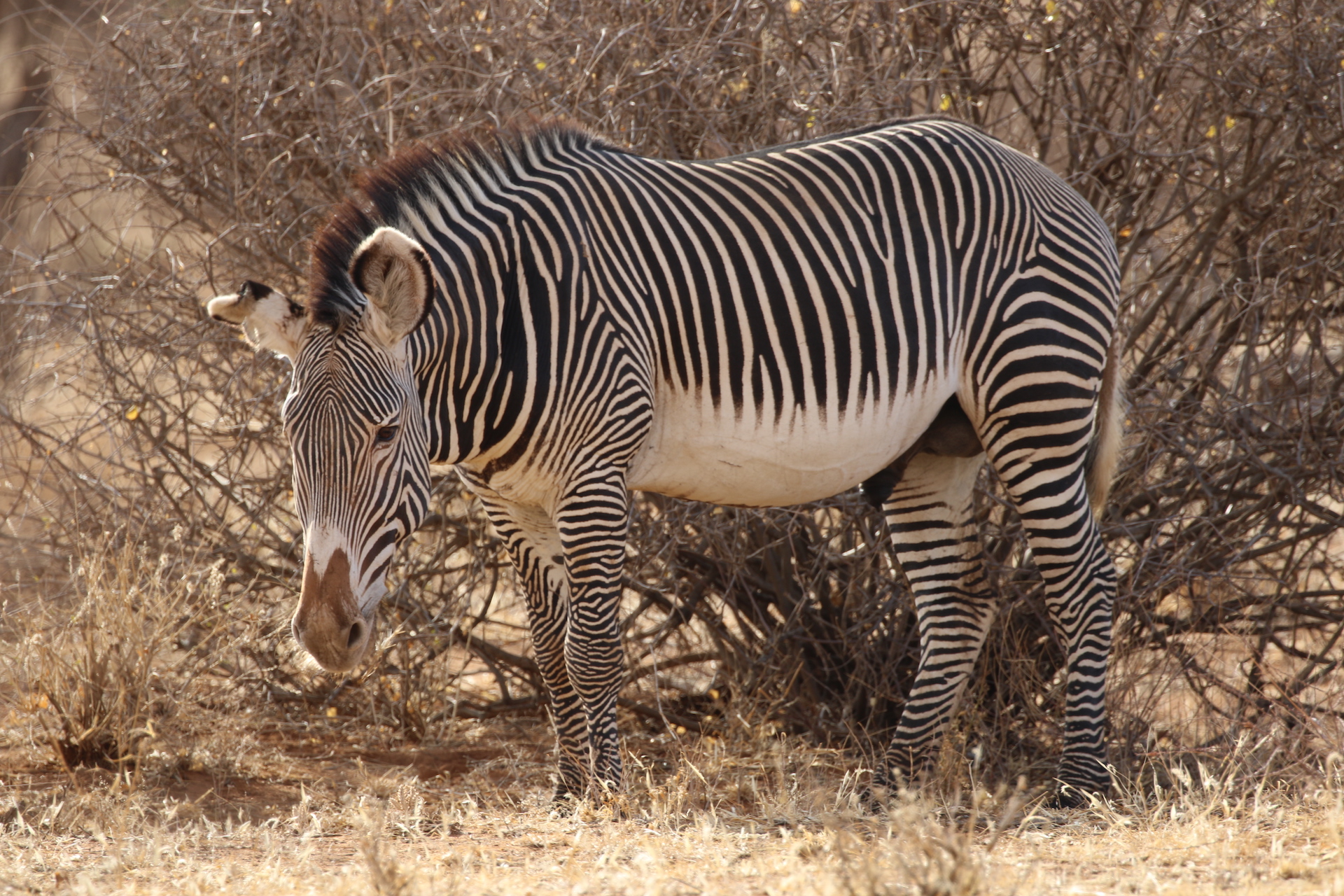 kenya zebra samburu grevy exploringafrica safariadv